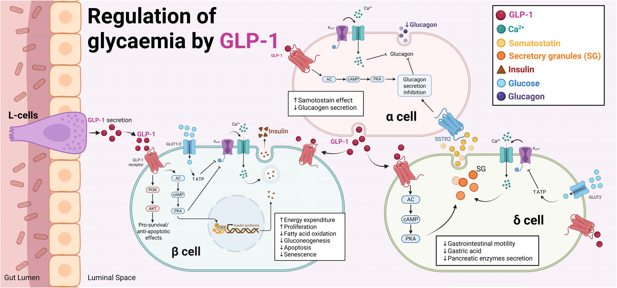 인크레틴 - 표 1은 이러한 주요 연구들을 요약하여 분류한 것입니다.