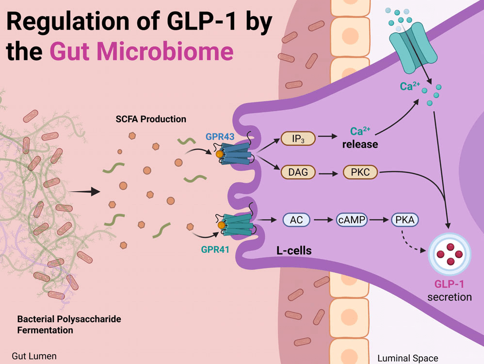 인크레틴 - 그림 2).69 단쇄지방산(SCFA) 결합 시, 수용체 활성화는 하향 조절을 유발합니다.
