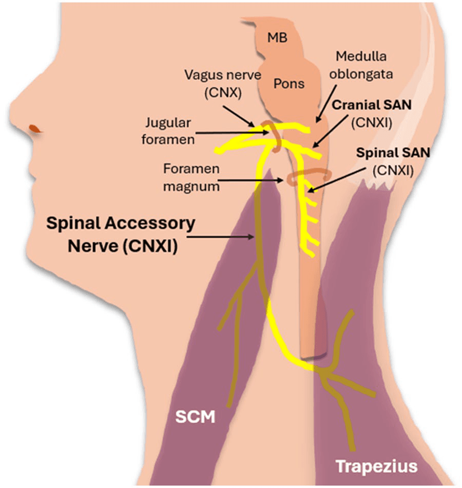 흉쇄유돌근 - 그림 1. 척수부신경(spinal accessory nerve, SAN)의 이중 기원입니다